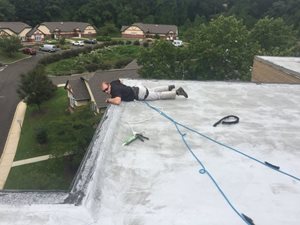 New Jersey Bat Removal